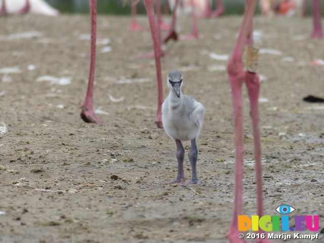 FZ029852 Greater flamingo chick (Phoenicopterus roseus)